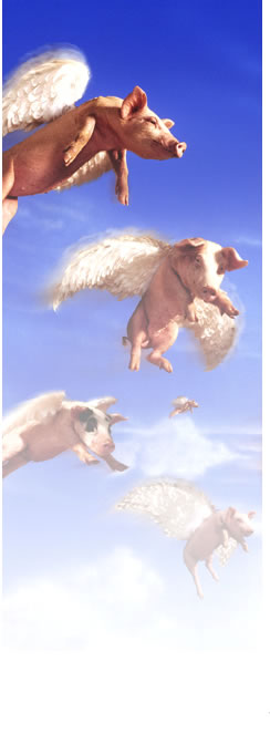 pigs